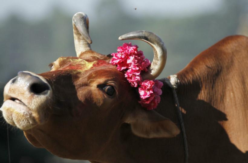 Punjab Govt Has Just Announced 'Pet Tax': Rs 250 For Dog, Pig And Rs 500 For Cow, Elephant Punjab Govt Has Just Announced 'Pet Tax': Rs 250 For Dog, Pig And Rs 500 For Cow, Elephant