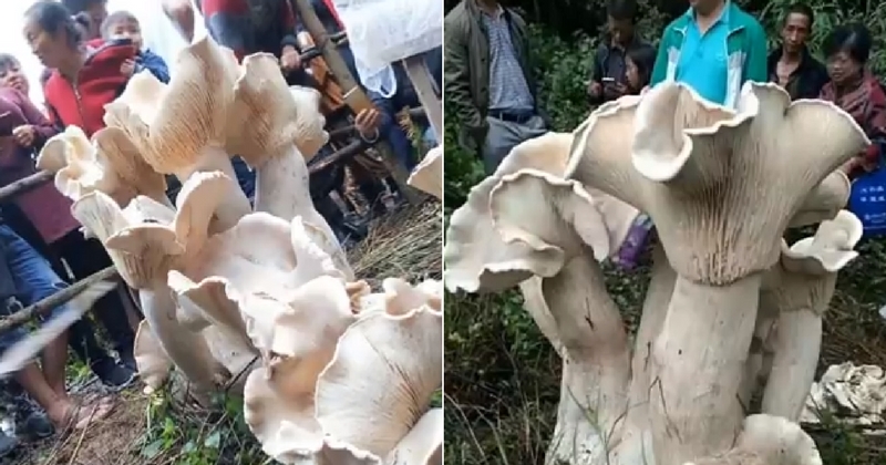 Giant 'Elephant Foot' Mushroom Has 30,000 Daily Visitors In China