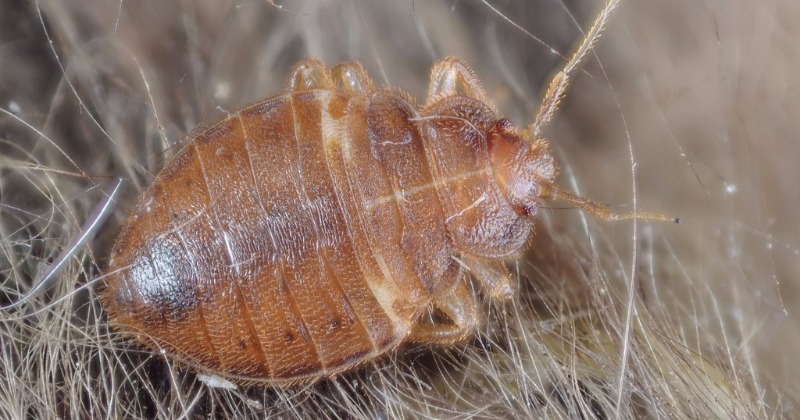 Why Bedbugs Love Dirty Laundry