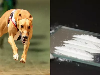 Cocaine Dog