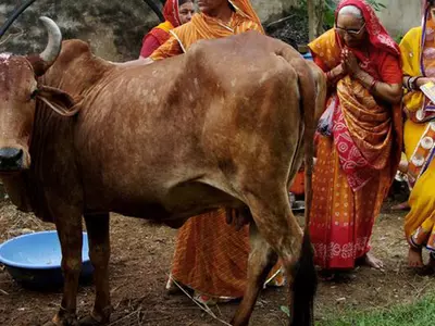 Online Portal For Cows