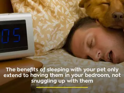 sleeping with dog impacts your sleep