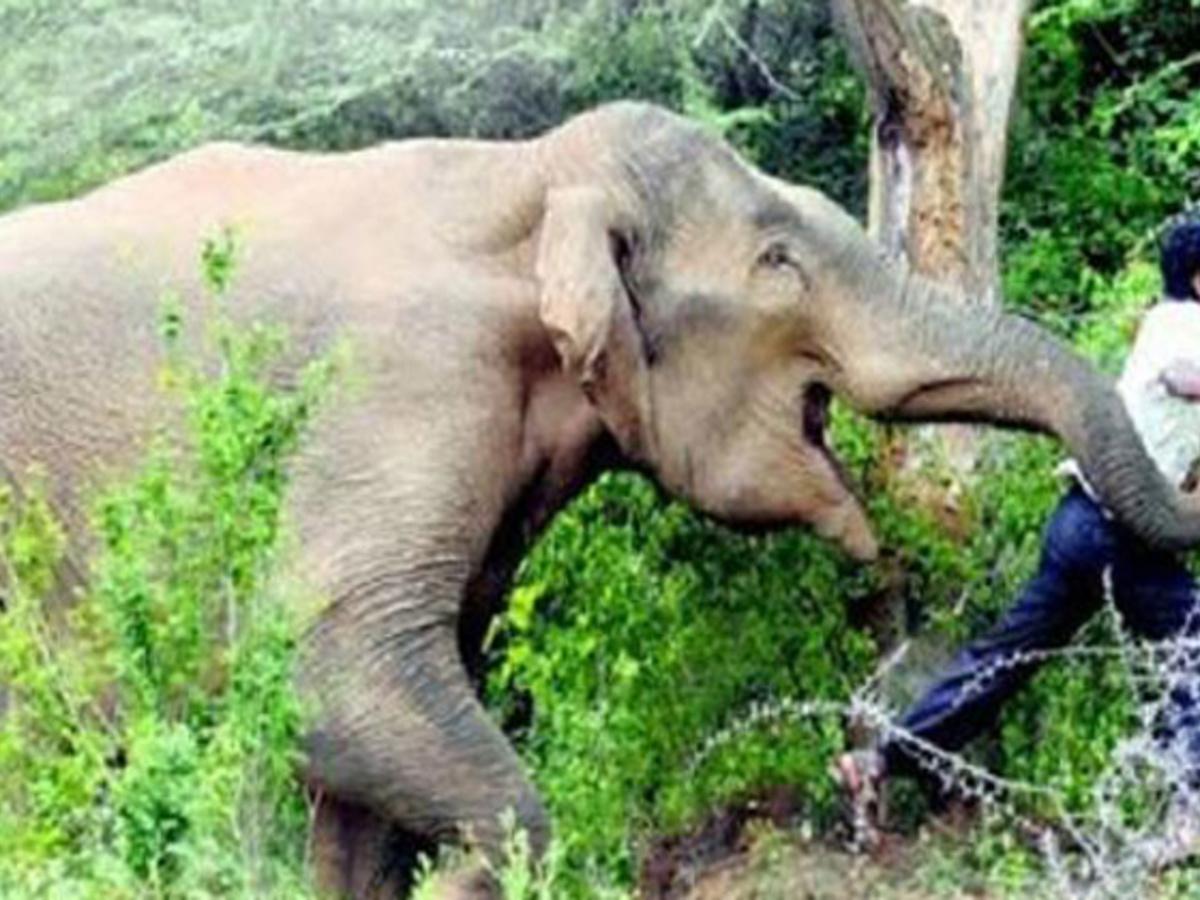 Man Tries To Take A Selfie With Elephant, It Goes Horribly Wrong As He Gets  Crushed To Death In Odisha