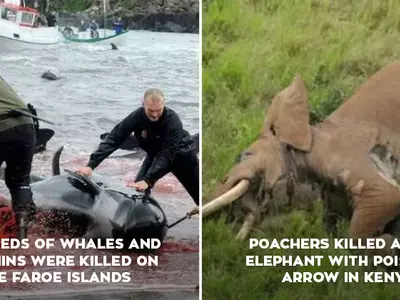 11 Instances Of Animal Brutality That Negatively Impacted Mother Nature