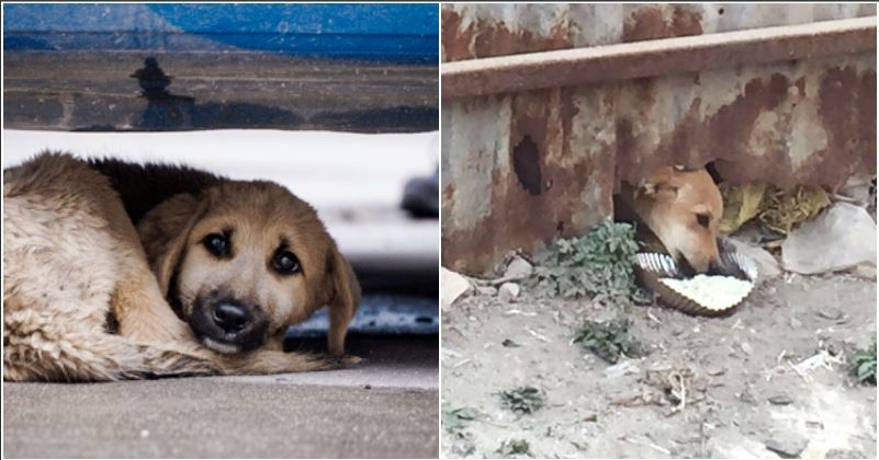 Nearly 1,000 Animals Could Starve To Death As Noida Shelter Runs Out Of ...