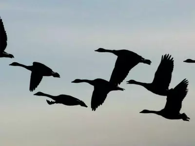 birds can see earth's magnetic field