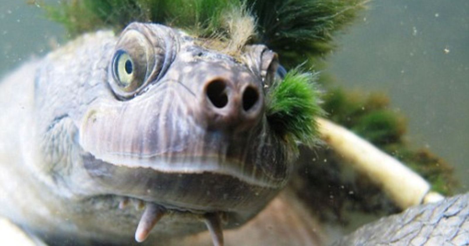 Green-Haired Turtle Known For Breathing Through Its Genitals, Is Now ...