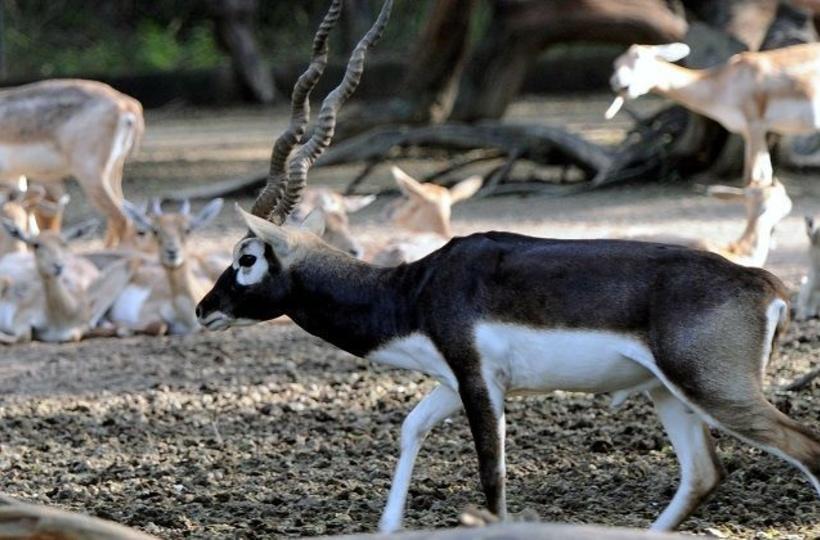 Why Blackbucks Are So Important For Bishnoi Community & Why They Wanted To Send Salman To Jail Why Blackbucks Are So Important For Bishnoi Community & Why They Wanted To Send Salman To Jail