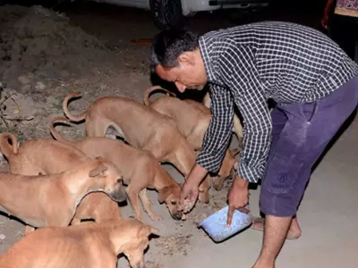 dogs of Panchot village