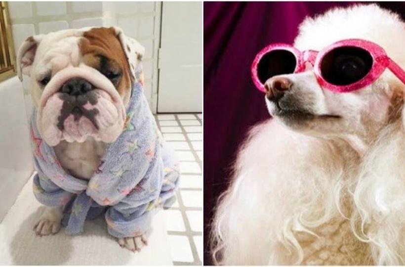11 Animals Who Inherited A Fortune From Their Humans 11 Animals Who Inherited A Fortune From Their Humans