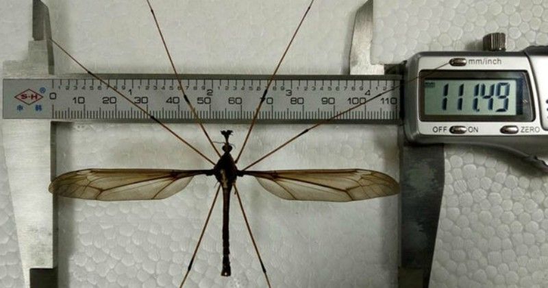 A Gigant Insect, a World's Biggest Mosquito (aka Holorusia)