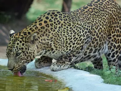 leopard uttar pradesh,