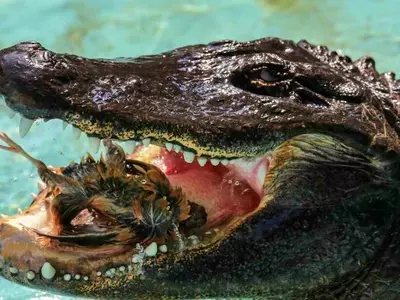 American Alligator Muja Has Survived Two Carpet Bombings In World War & Is Still Kicking