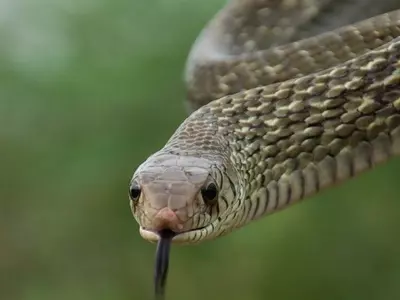 Andhra Pradesh, Kerala, snake bites, reptiles, rain water, sarpa shanti yagna, snake god