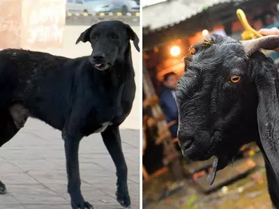 Dog In Goat Like Cloth