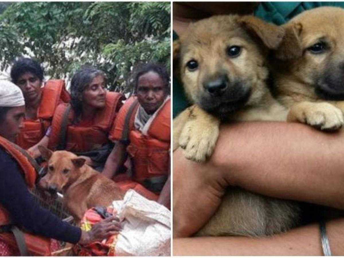 Kerala Woman Refuses To Leave Flood-Stricken Area Without Her 25 Dogs,  Saves Their Lives
