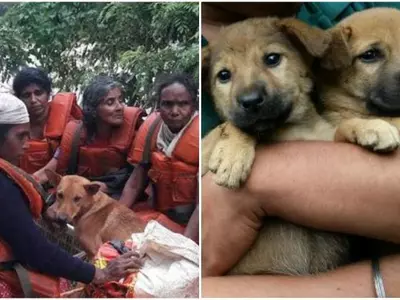 Dogs, Pets, Kerala Floods, People, India, God's Country, Relief, Camp,