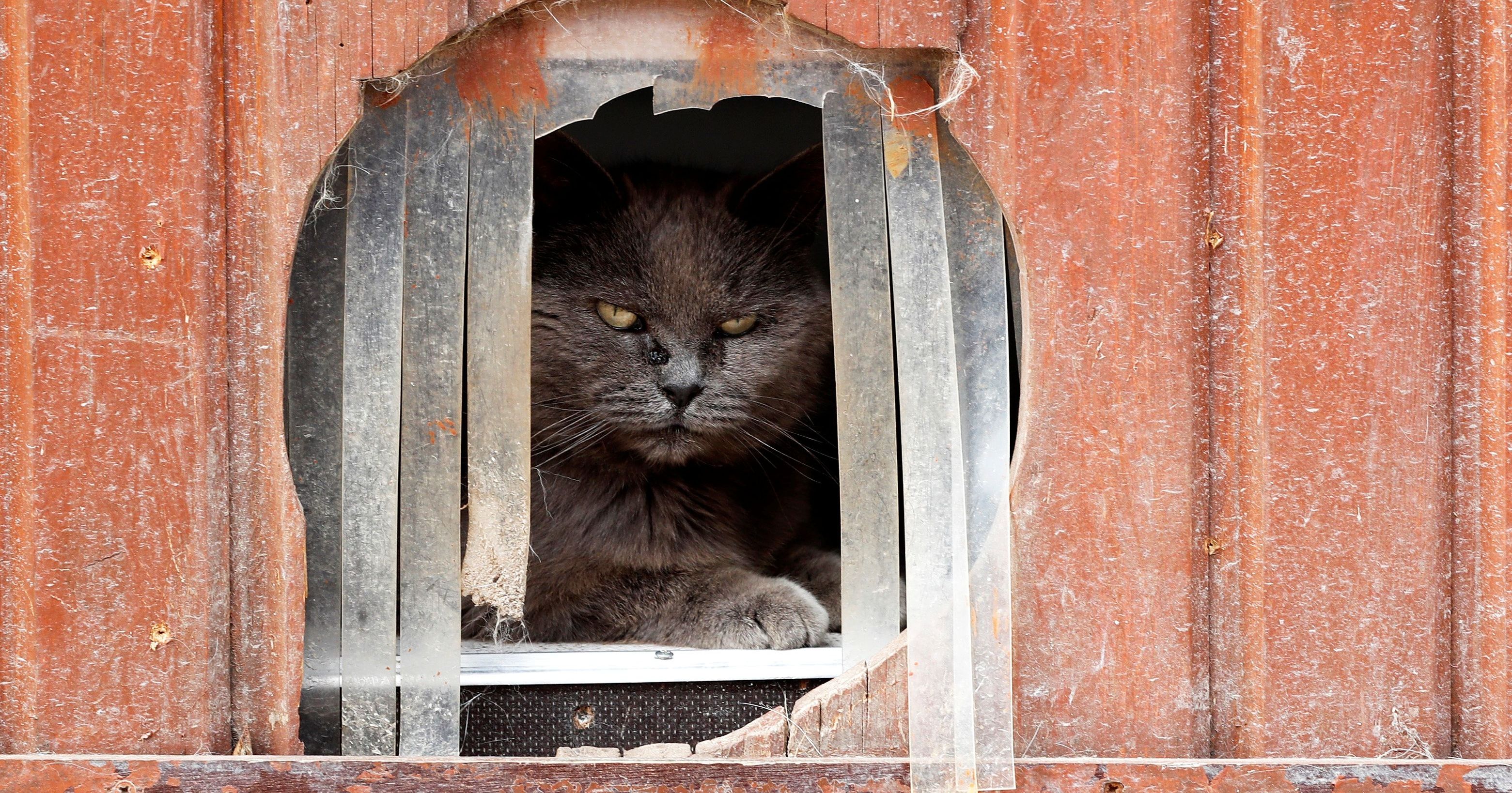 12 Pictures Of Old Age Animals Living Their Last Days In A House In Belgium 12 Pictures Of Old Age Animals Living Their Last Days In A House In Belgium