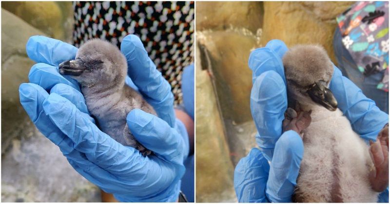 Country Gets Its First India-Born Penguin On Independence Day In Mumbai Zoo
