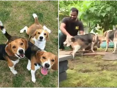 India, Pune, Dogs, Beagles, Charitable Trusts, Tests, Research