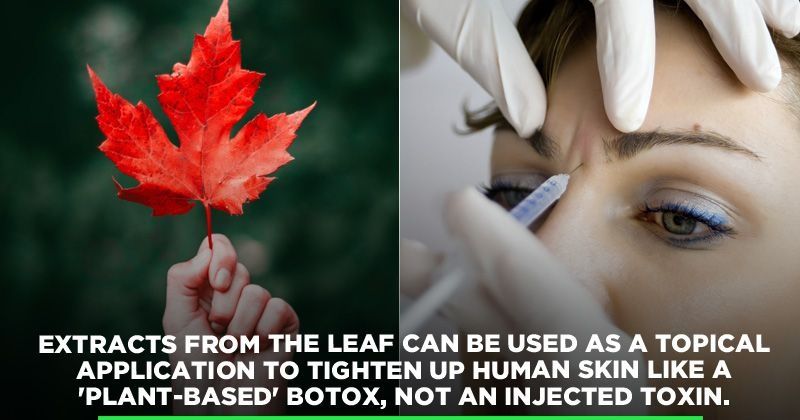 Maple Leaf Extract Could Be The New Botox For Preventing Wrinkles