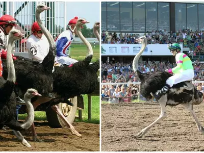 Ostriches raced each other people riding them