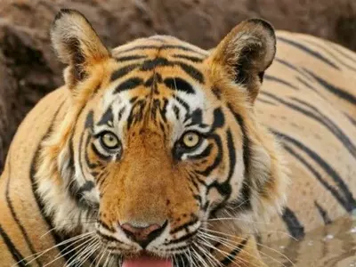 Ranthambore Tiger reserve, Mohan, attack, copulation, forest officials, tourism