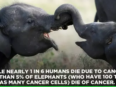 The Gene That Protects Elephants From Cancer May Help Treat Humans In The Future