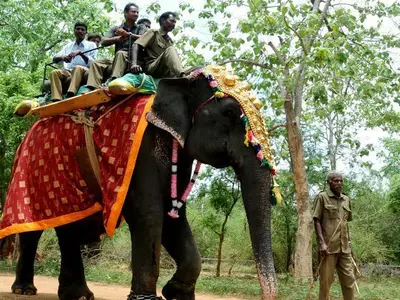 Uttarakhand High Court, wildlife safari, tiger reserves, elephant rides banned, Wildlife Protection