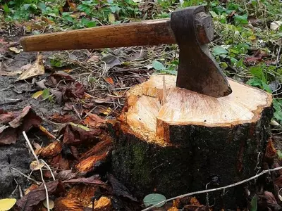 Uttarakhand's Former Top Cop To Pay Rs 46 Lakh As Fine For Illegally Cutting 25 Trees In Reserved Fo
