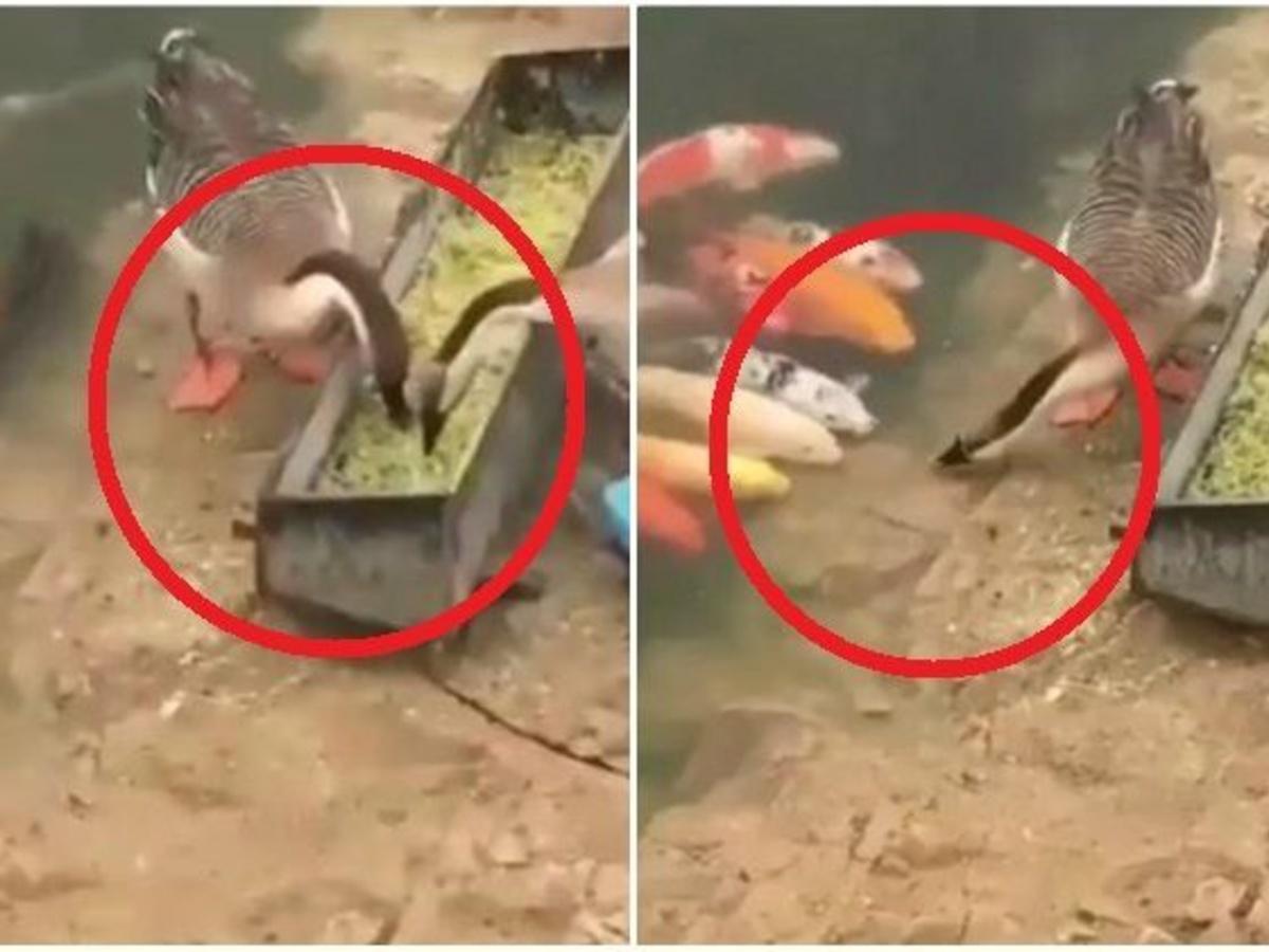 This Video Of A Goose Feeding Fishes Will Melt Your Heart Like Butter On A  Hot Day