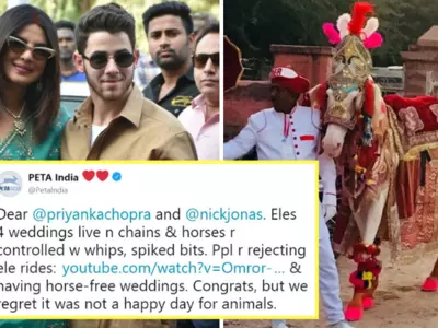 After Firecracker Row, PETA Slams Priyanka & Nick For Using Elephants & Horses At Their Wedding