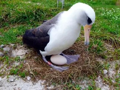 At 68, World's Oldest Bird 'Wisdom', Is Set To Give Birth For The 37th Time!