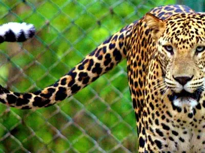 Buddhist Monk Meditating Deep Inside Tiger Reserve In Maharashtra Killed By Leopard