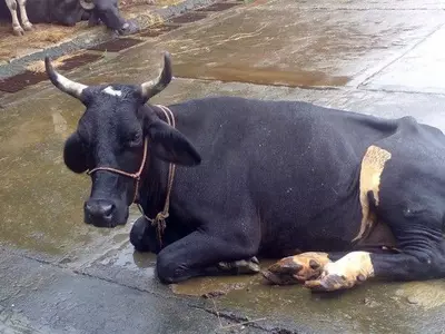 Bulandshahr violence, cow slaughter, villagers, rescue, police, Uttar Pradesh, mob