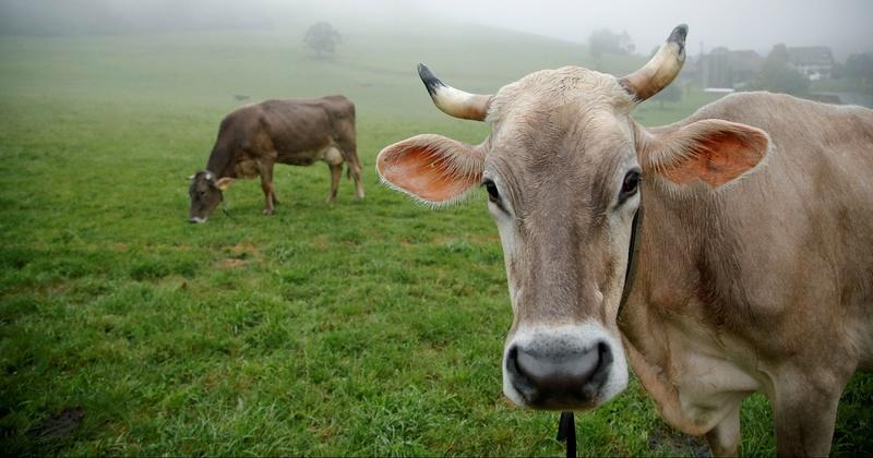 Eating Lesser Meat Is The Best Thing You Can Do To Help The Environment ...