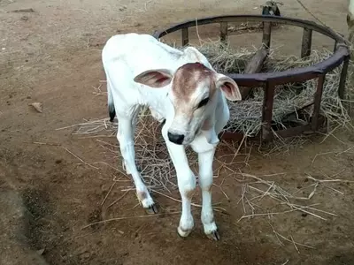 cow calves govt