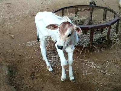 Cow In Madhya Pradesh Gives Birth To Twin Calves, Owner Names Them BJP And Congress