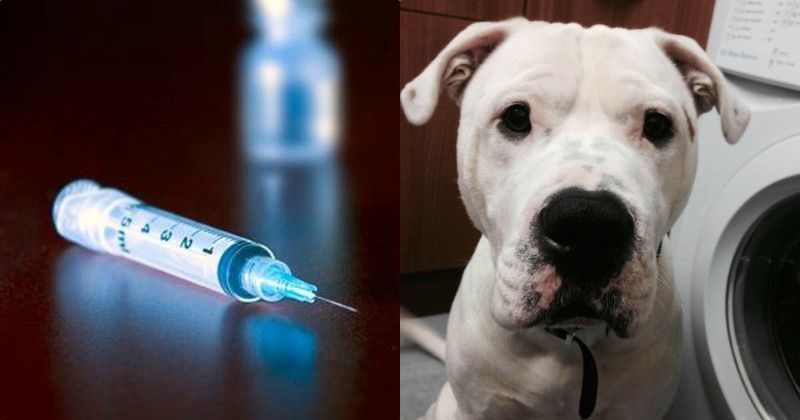 Cruelty Beyond Words! Dog Dies After Being Injected With Heroin ...