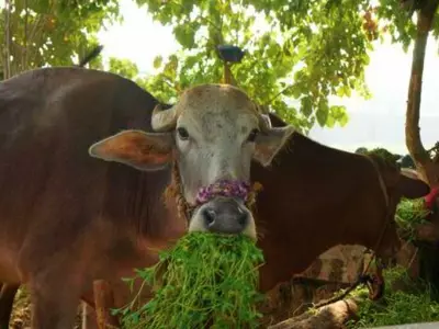 Farmers In Uttar Pradesh Lock 800 Cows Inside Schools & Health Centre To Protect Crops
