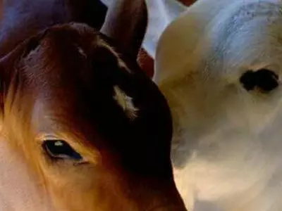 Following Aligarh, Farmers In Agra Have Locked Stray Cows In Government School To Protect Crops