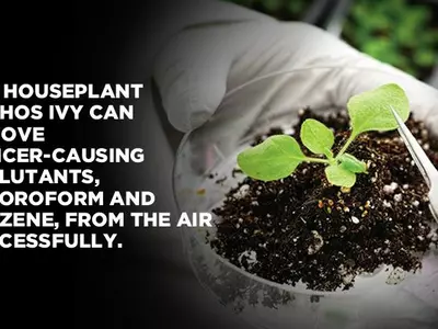 Genetically Modified Plants Can Remove Cancer-Causing Pollutants From Your Home Environment