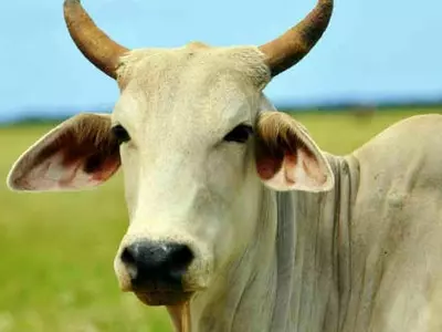 Pregnant Cow Sexually Assaulted In Andhra Village, Police Files Complaint