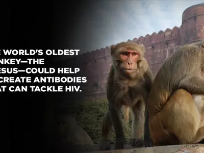 The World’s Oldest Monkey Can Help Us Fight HIV