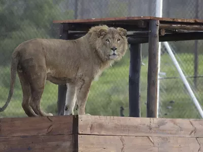 2 Lions From Mideast War Zones Head To South African Refuge