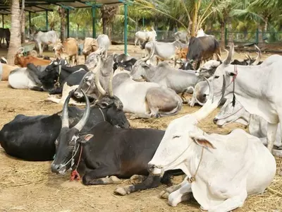 40 Million Cows To Soon Have Aadhaar-like Unique ID Called Pashu Sanjivini