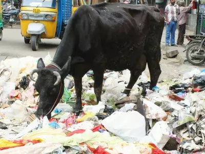 80 Kilo Plastic Waste Removed From Cows Stomach