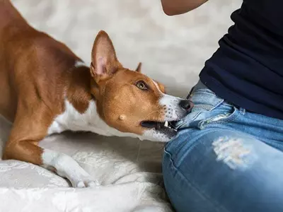 Did You Know Dogs Are More Likely To Bite Emotionally Unstable People?