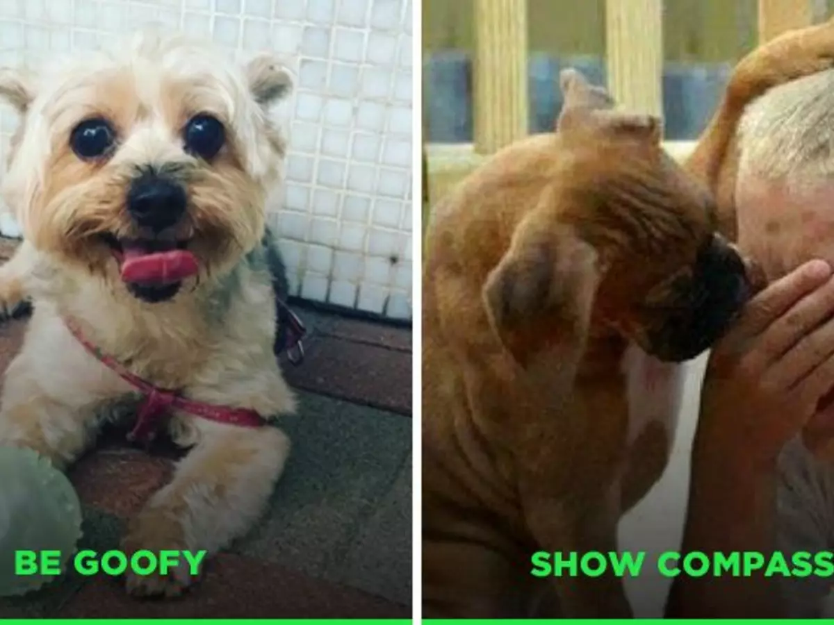 11 Important Life Lessons We Can Learn From Animals