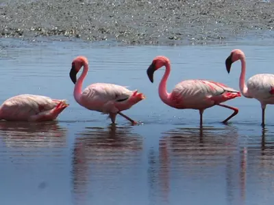 Enjoy Flamingo Safaris In Thane Creek